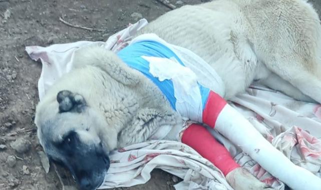 Elazığ'da avcıların tüfekle vurduğu 2 kangaldan biri telef oldu