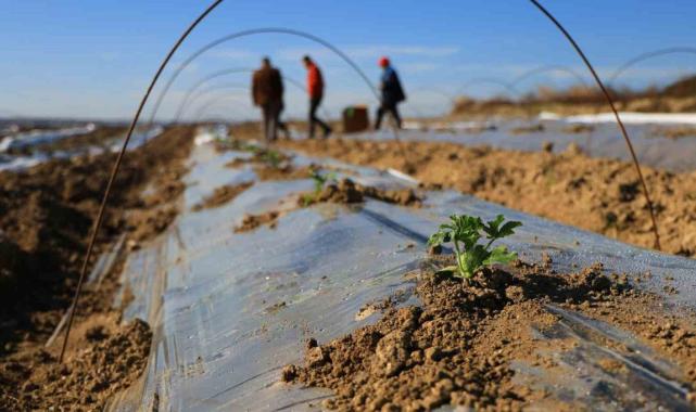Erkenci karpuzlar için Adana'da fideler toprakla buluşuyor