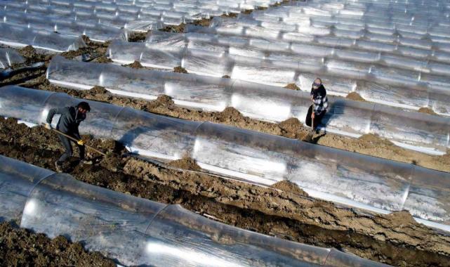 Erkenci karpuzlar için Adana'da fideler toprakla buluşuyor