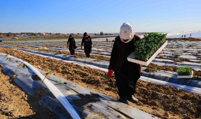 Erkenci karpuzlar için Adana'da fideler toprakla buluşuyor
