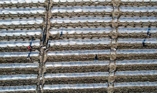 Erkenci karpuzlar için Adana'da fideler toprakla buluşuyor