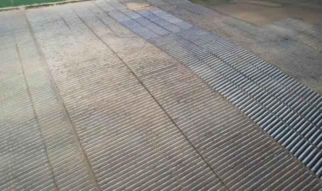 Erkenci karpuzlar için Adana'da fideler toprakla buluşuyor