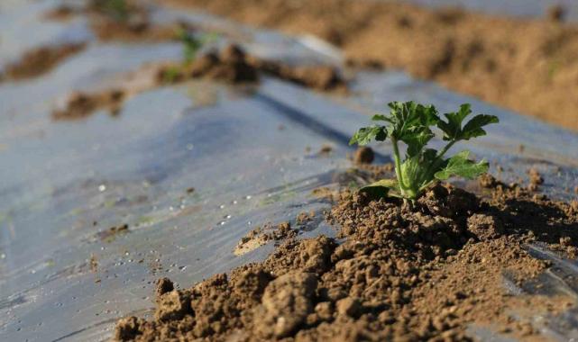 Erkenci karpuzlar için Adana'da fideler toprakla buluşuyor