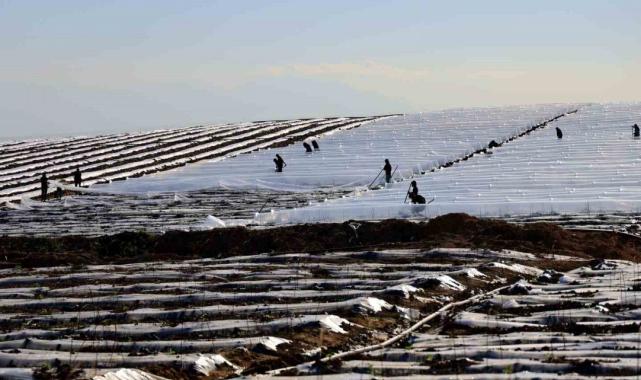 Erkenci karpuzlar için Adana'da fideler toprakla buluşuyor