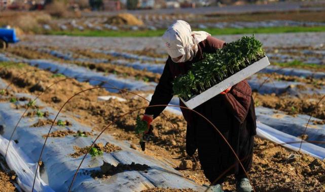 Erkenci karpuzlar için Adana'da fideler toprakla buluşuyor