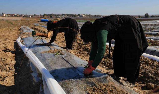 Erkenci karpuzlar için Adana'da fideler toprakla buluşuyor