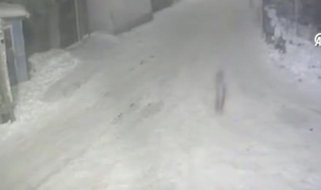 Erzurum'da yerleşim yerine inen kurtlar sokakta yiyecek aradı