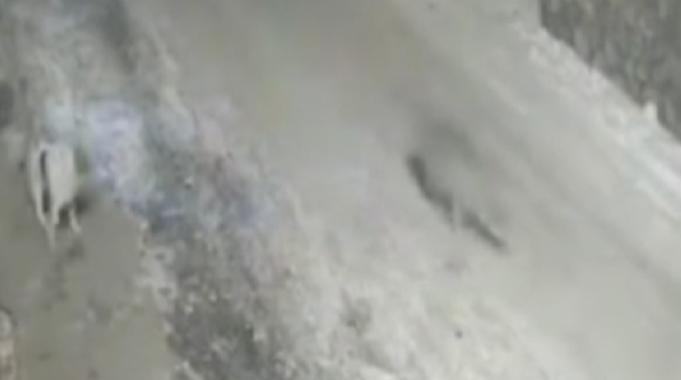 Erzurum&#039;da yerleşim yerine inen kurtlar sokakta yiyecek aradı