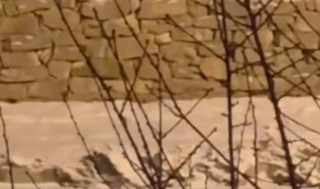 Hakkari'de aç kalan kurt şehre indi