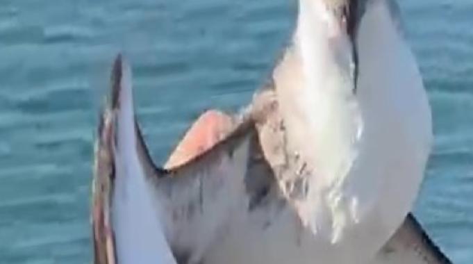 Hatay'da balıkçının oltasına martı takıldı