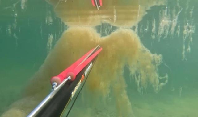 İstanbul'da denizin dibinde korkutan müsilaj manzarası