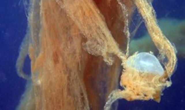 İstanbul'da denizin dibinde korkutan müsilaj manzarası