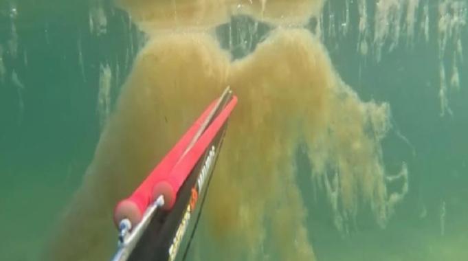 İstanbul'da denizin dibinde korkutan müsilaj manzarası