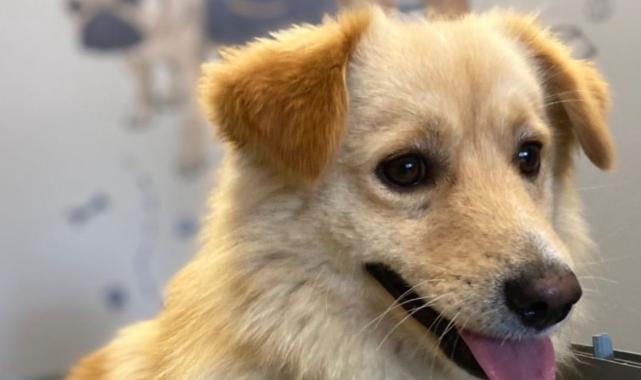 İstanbul'da kaçan köpeğini yakalamak isterken ölümden döndü