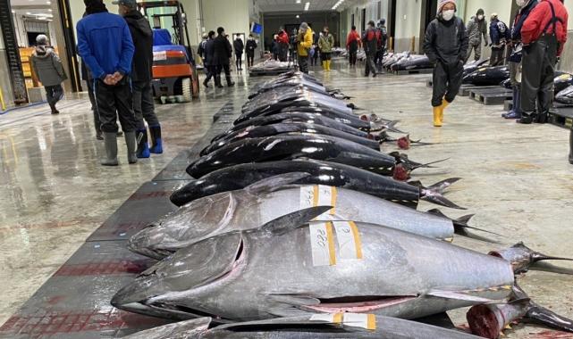 Japonya'da 276 kiloluk mavi yüzgeçli orkinos 1,3 milyon dolara satıldı