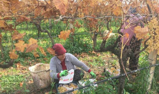 Manisa Sarıgöl’de kadın işçi yevmiyeleri 100 TL zamlandı