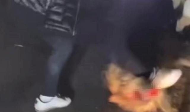 Sakarya'da domuza işkence eden alkollü şahıslar yakalandı