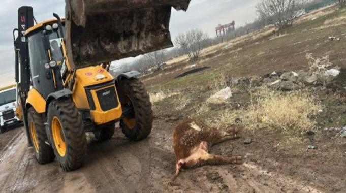 Şanlurfa'da şap hastalığı tehlikesi: Hayvan pazarı 15 gün süreyle kapatıldı