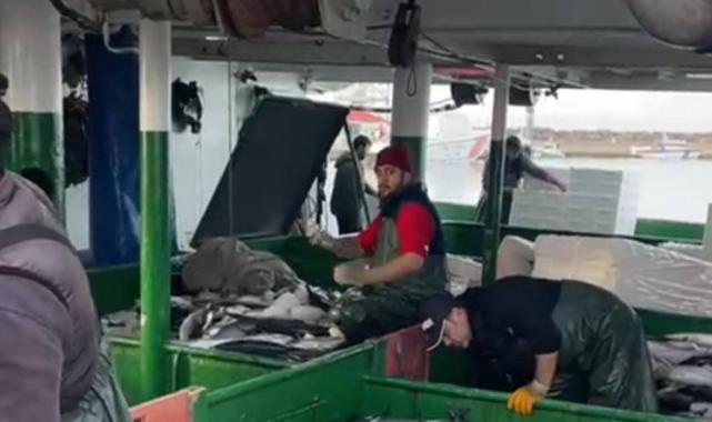Saros'ta gırgır tekneleri tonlarca balık avlıyor