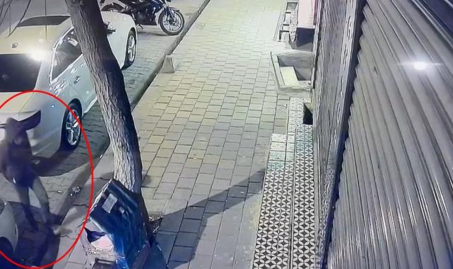 Siirt'te bir şahıs kaldırımdaki kedi evini tekmeleyerek zarar verdi