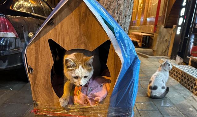 Siirt'te bir şahıs kaldırımdaki kedi evini tekmeleyerek zarar verdi
