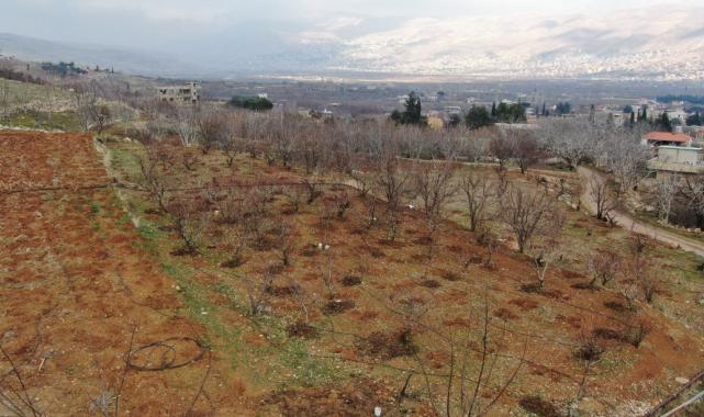 Suriye'de Esad rejiminin devrilmesi sonrası tarıma yeniden başlandı