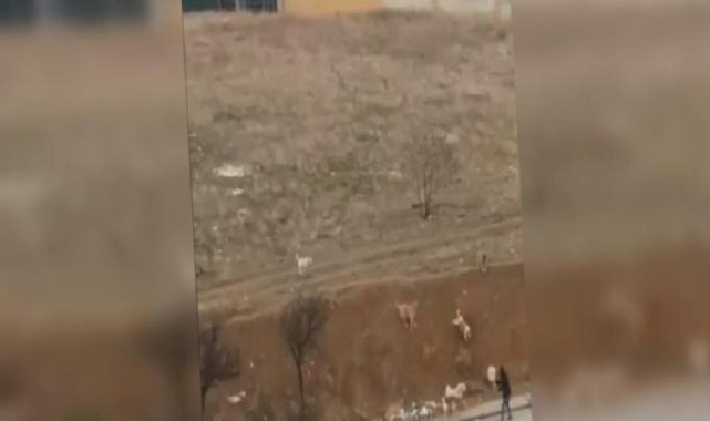 Ankara'da yolda yürüyen vatandaşa başıboş köpekler saldırdı