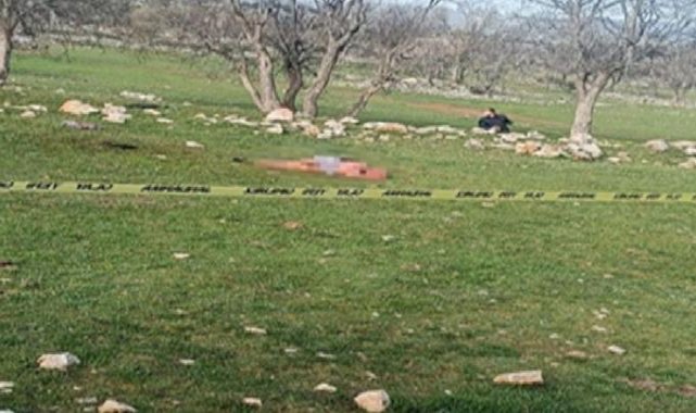 Antalya'da saldırdıkları kadını öldüren köpeklerin sahibine hapis cezası