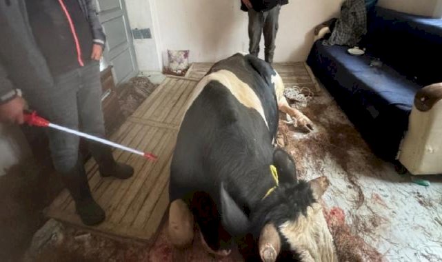 Burdur'da kaçan tosun penceresini kırarak girdiği eve hasar verdi