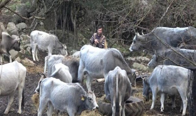 Bursa'da 750 yıllık safkan yerli hayvanlar telef oldu