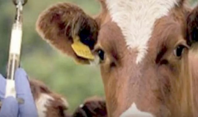 Edirne'de 1,5 milyon hayvan aşılandı