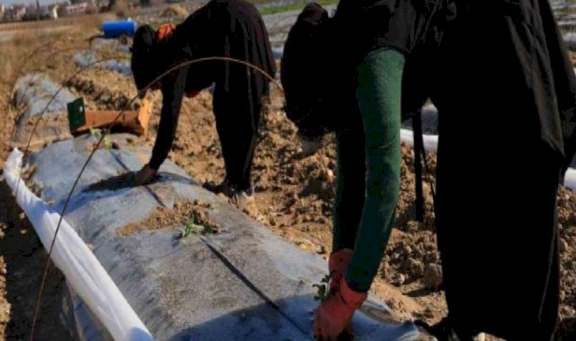 Erkenci karpuzlar için Adana'da fideler toprakla buluşuyor