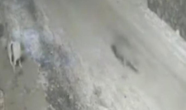 Erzurum'da yerleşim yerine inen kurtlar sokakta yiyecek aradı