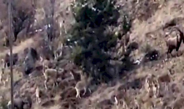 Gümüşhane’de yaban keçileri görüntülendi