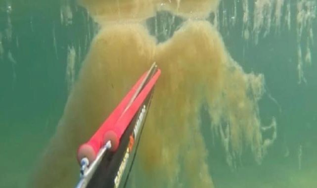 İstanbul'da denizin dibinde korkutan müsilaj manzarası