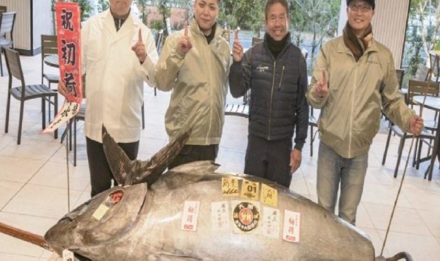 Japonya'da 276 kiloluk mavi yüzgeçli orkinos 1,3 milyon dolara satıldı