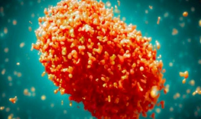 Maymun çiçeği aşısı için çalışmalar hızlandı: Türk ve İngiliz bilim insanları birlikte çalışıyor