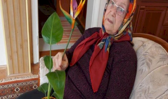 Samsun’da ‘cennet kuşu’ çiçeği plastik çıkınca savcılığa başvurdu