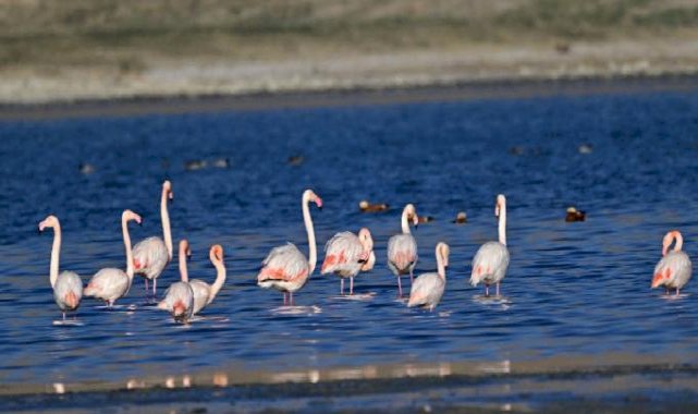 Van Gölü Havzası'ndan göç etmeyen kuşlara koruma