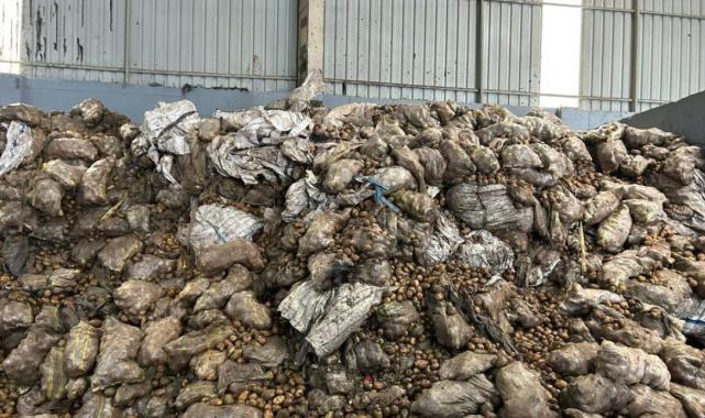 Tunus'a ihraç edilen 400 ton patates Mersin'de imha edildi