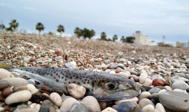 Akdeniz'de istilacı balon balığını karaya çıkartana, satana, işleyene ceza