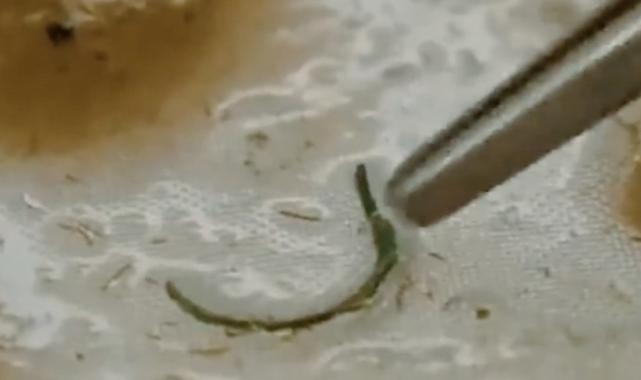 Antarktika'da mikroplastik alarmı: Sıfır Atık Projesi'nin önemi bir kez daha ortaya çıktı