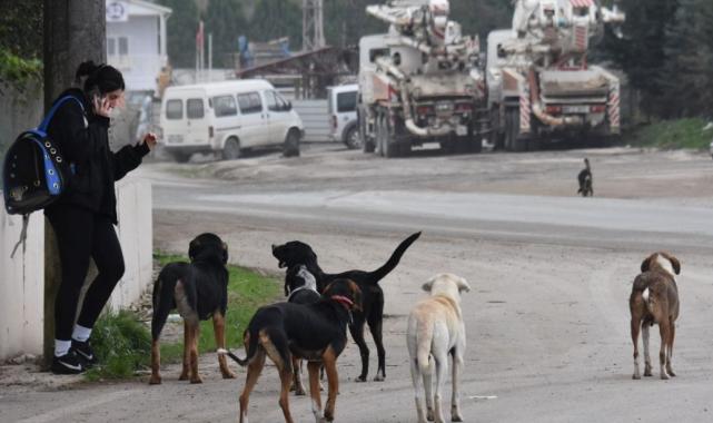 Bakanlık valiliklere yazı gönderdi: Belediyelere sahipsiz köpek başına 71 bin TL ceza kesilecek