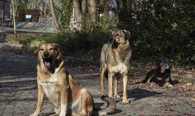 Bakanlık valiliklere yazı gönderdi: Belediyelere sahipsiz köpek başına 71 bin TL ceza kesilecek