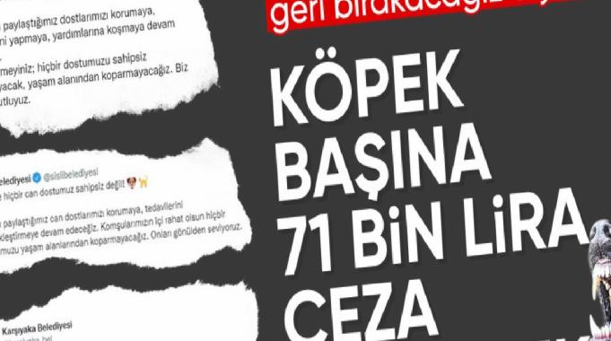 Bakanlık valiliklere yazı gönderdi: Belediyelere sahipsiz köpek başına 71 bin TL ceza kesilecek