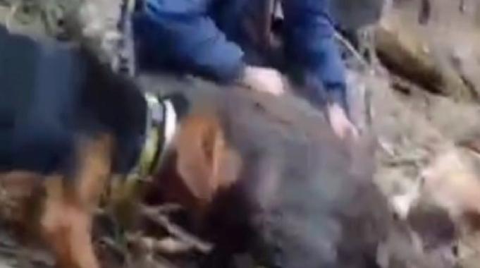 Bilecik&#039;te 70 yaşındaki avcı, yaban domuzunu elleriyle yakaladı