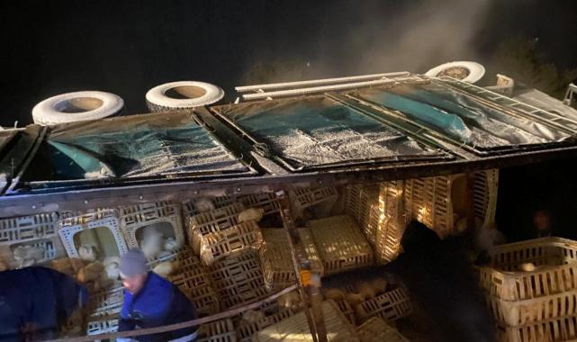 Bolu'da kamyon devrildi: Yüzlerce tavuk telef oldu