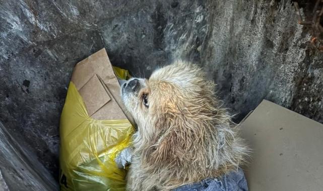 Denizli'de ayaklarını iple bağladığı köpeği çöpe attı