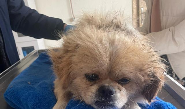 Denizli'de ayaklarını iple bağladığı köpeği çöpe attı