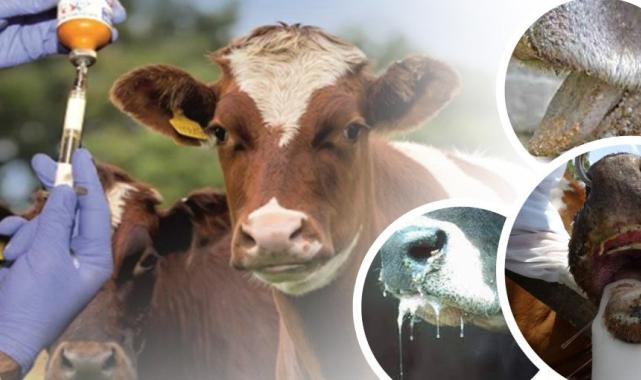 Denizli’de büyük baş hayvanlar için ilkbahar dönemi şap aşılama çalışması başladı